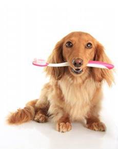 perro con un cepillo de dientes en la boca