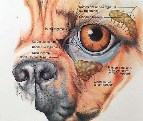diagrama del ojo del perro