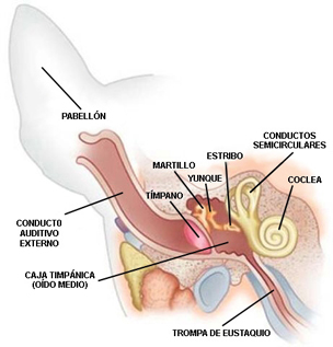 Anatomía de una oreja de perro