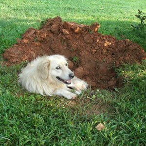 perro en un agujero