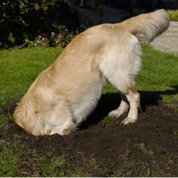 perro de excavación